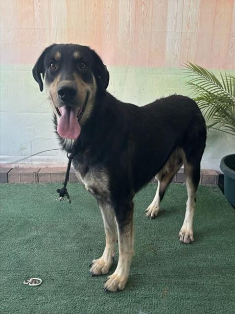 Photo of Oso, adoptable German Shepherd Dog in Baldwin Park, California