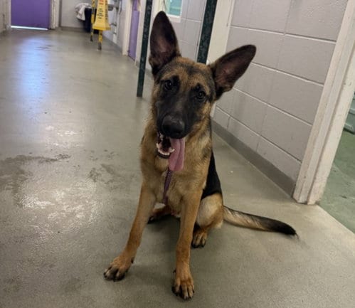 Photo of Maximus, adoptable German Shepherd Dog in Houston, Texas