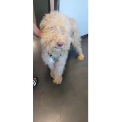 Photo of Charlie, adoptable Poodle (Standard) Labrador Retriever in Chatsworth, California