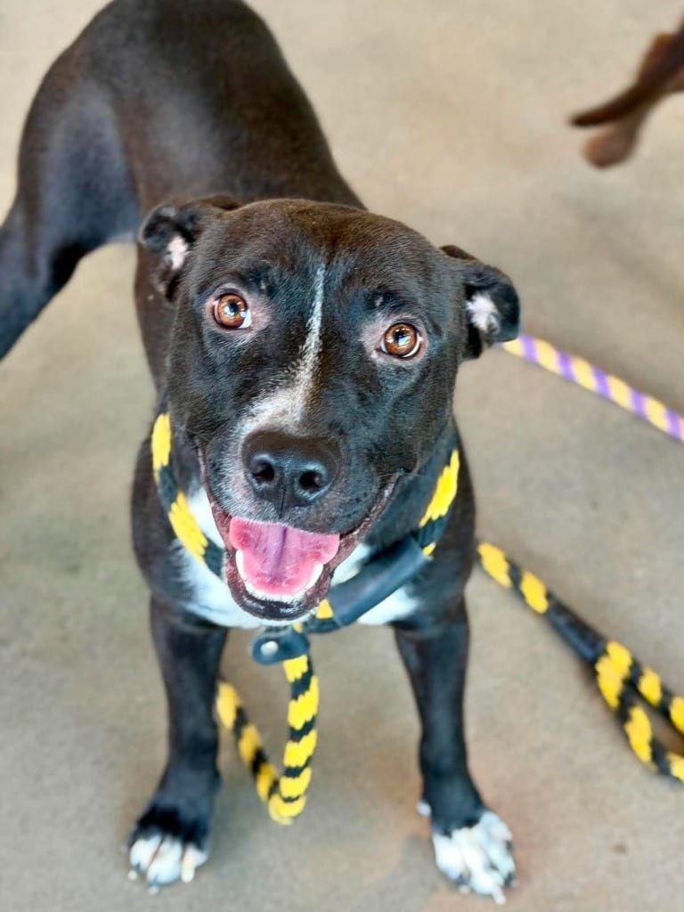Photo of Crow, adoptable Pit Bull Terrier in Hartsville, South Carolina