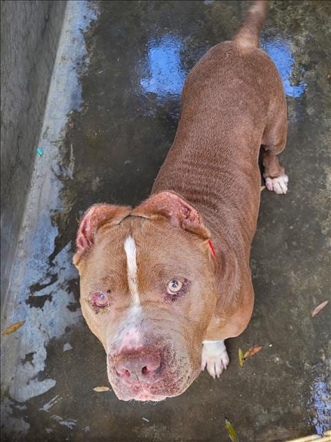 Photo of Preston, adoptable Pit Bull Terrier in Los Angeles, California