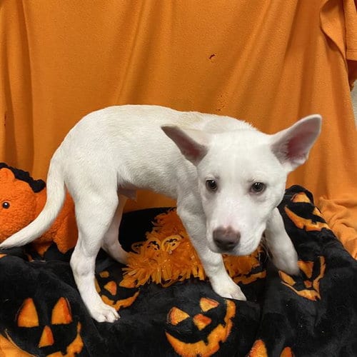 Photo of Kilo, adoptable Labrador Retriever in Modesto, California