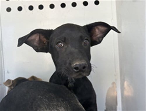 Photo of A171814, adoptable German Shepherd Dog in Bakersfield, California