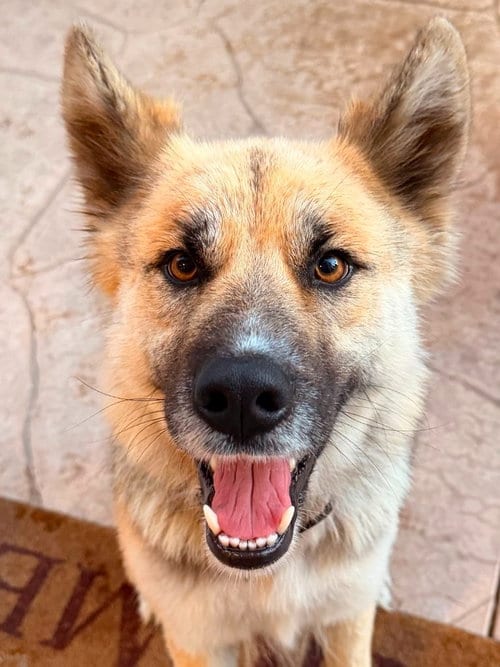 Photo of Atzi, adoptable Shepherd in Lake Forest, California