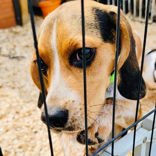 Photo of Sammy RDS, adoptable Beagle in Rockaway, New Jersey
