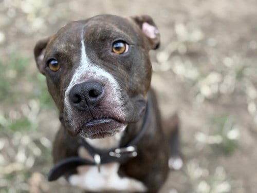 Photo of Breezy, adoptable Pit Bull Terrier in Tulsa, Oklahoma