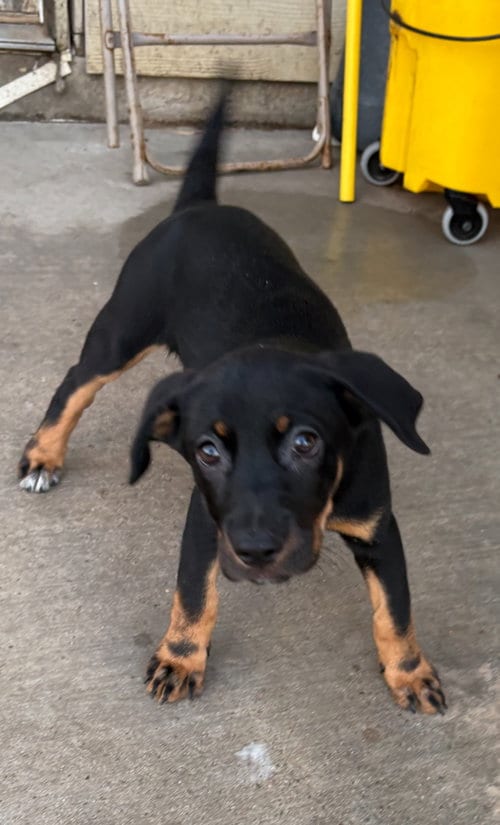 Photo of Bandida, adoptable Labrador Retriever in The Woodlands, Texas