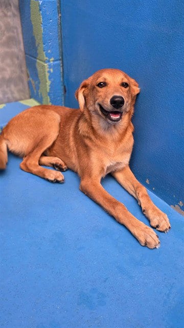 Photo of Pumpkin, adoptable German Shepherd Dog in Bakersfield, California