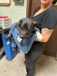 Photo of Boogie, adoptable Labrador Retriever in Stockton, California