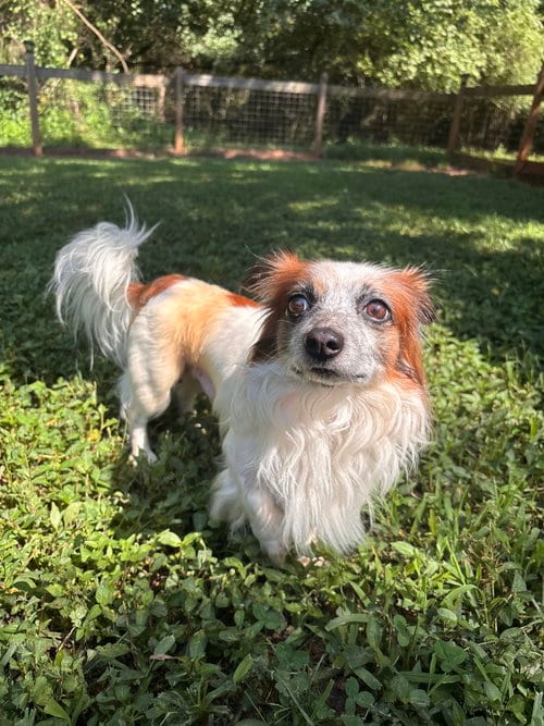 Photo of Novak Jul 26, adoptable Chihuahua in Pacolet, South Carolina