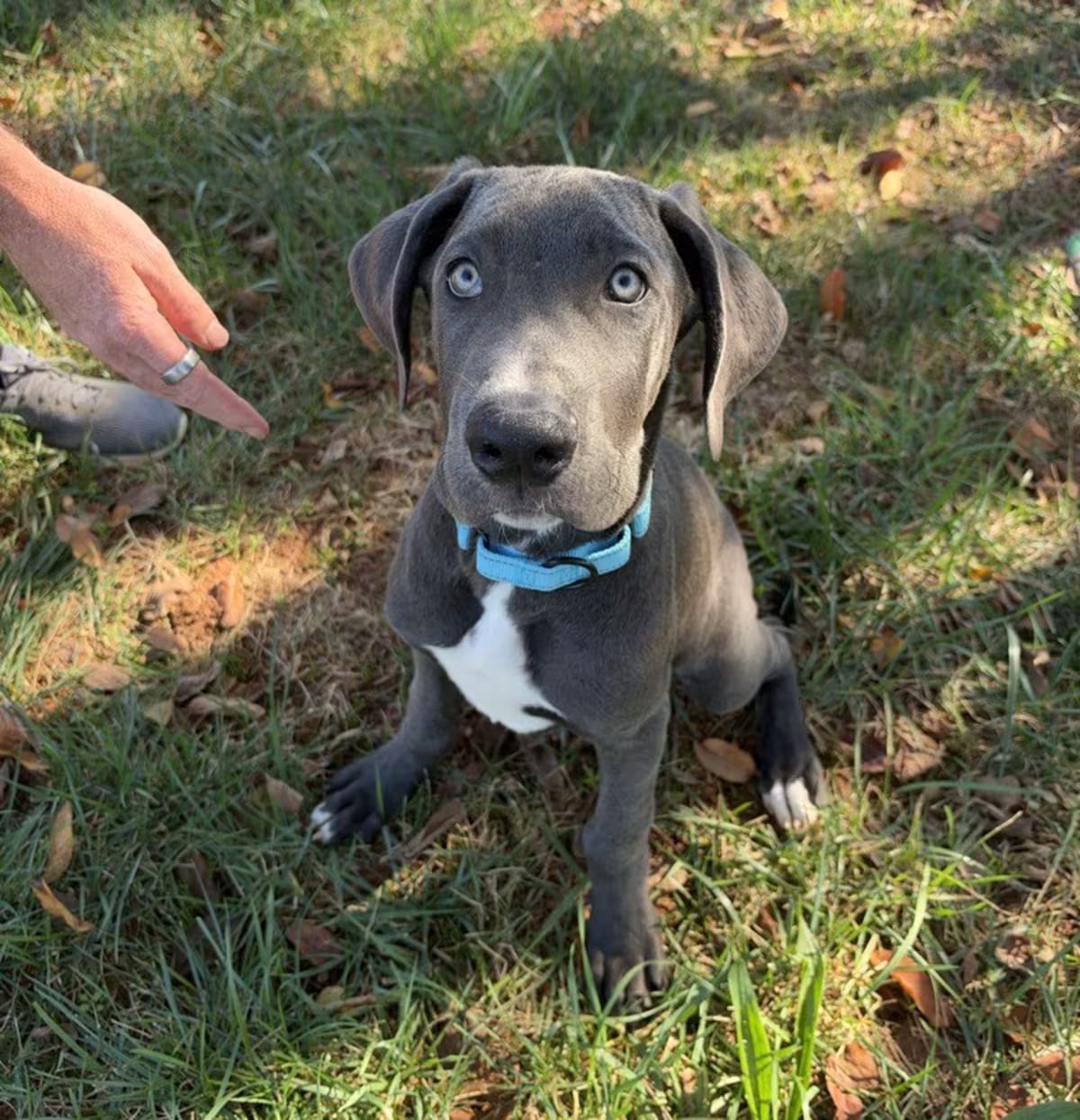 Photo of Ace, adoptable Great Dane in Mooresville, North Carolina