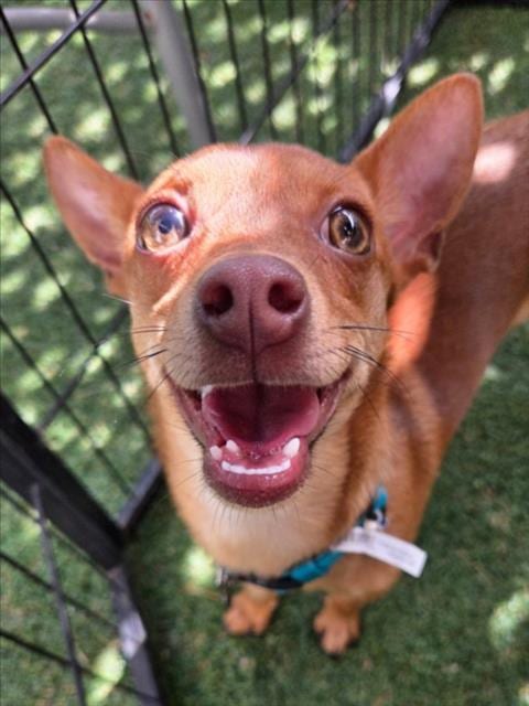 Photo of Chip, adoptable Chihuahua in Woodland, California