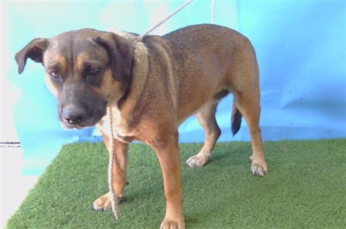 Photo of Pearl, adoptable German Shepherd Dog in Gardena, California