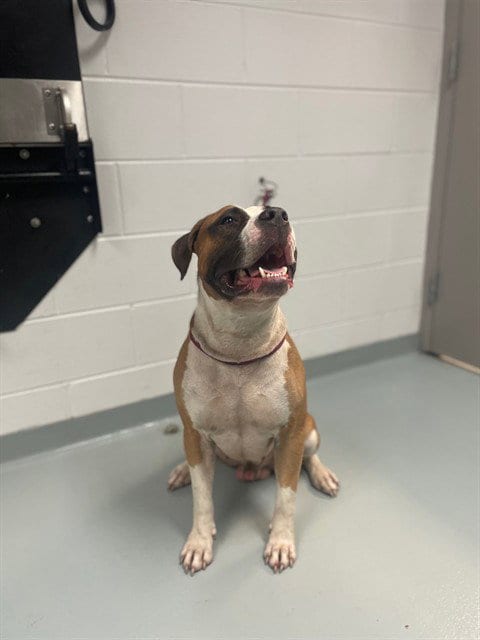 Photo of Tucker, adoptable Mastiff in St. Cloud, Florida