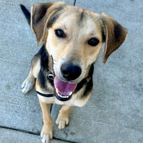 Photo of Ravioli, adoptable Beagle in Batavia, Ohio