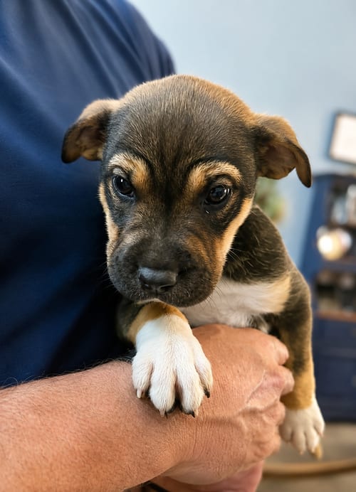 Photo of Betsy Ross, adoptable Pit Bull Terrier in Nashville, Tennessee