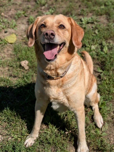 Photo of Ginger, adoptable Labrador Retriever in St Peters, Missouri
