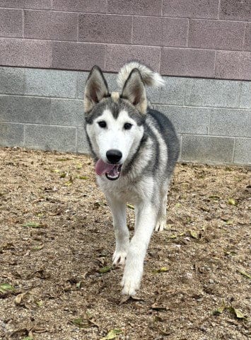 Photo of Columbia, adoptable Husky in Redlands, California