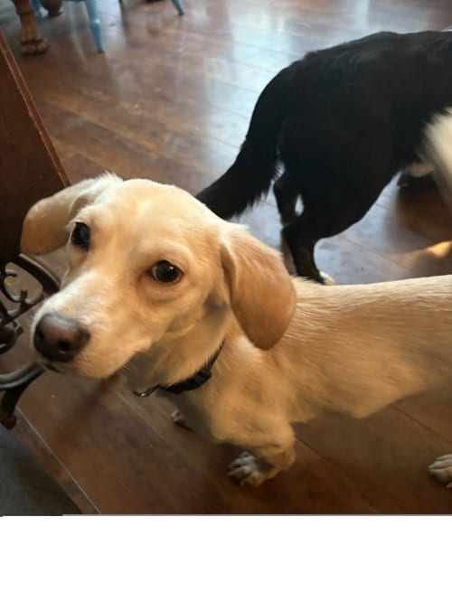 Photo of Conan, adoptable Chihuahua in ROSEVILLE, California