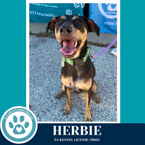 Photo of Herbie 041826, adoptable Miniature Pinscher in Kimberton, Pennsylvania