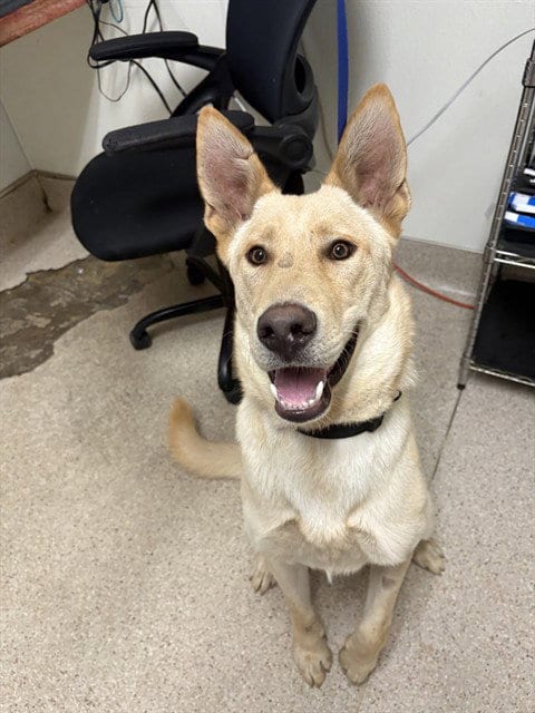Photo of Cheetoh Puffs, adoptable Labrador Retriever in Bakersfield, California