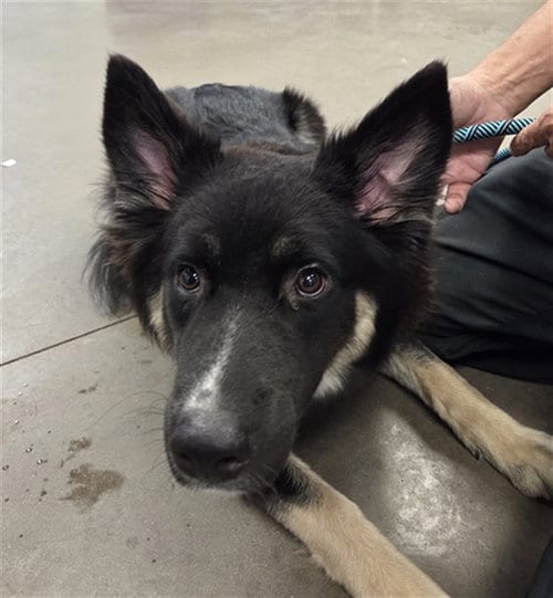 Photo of Comet, adoptable German Shepherd Dog in Phoenix, Arizona