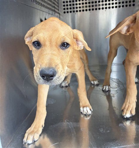 Photo of Mabel, adoptable Black Mouth Cur in Mesa, Arizona