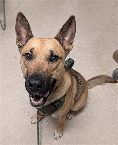 Photo of Milo, adoptable Husky in Bakersfield, California