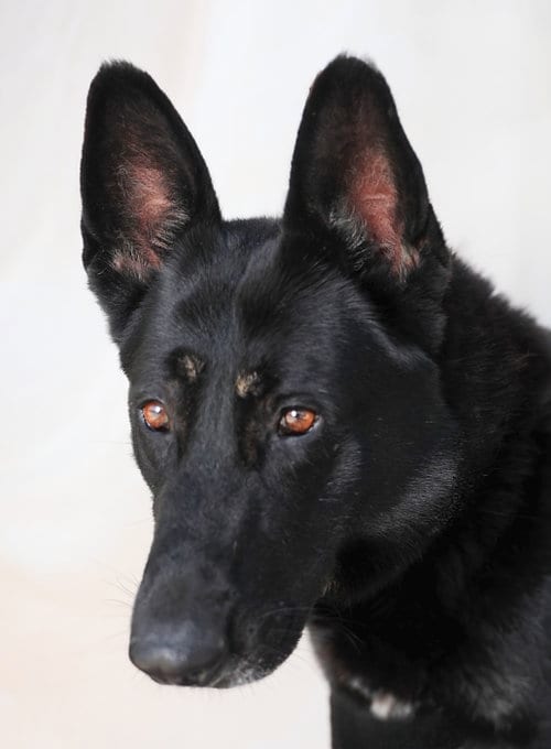 Photo of Jerry, adoptable German Shepherd Dog in Pasadena, California