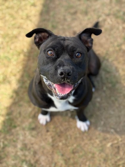 Photo of Harlen, adoptable dog in Atlanta, Georgia