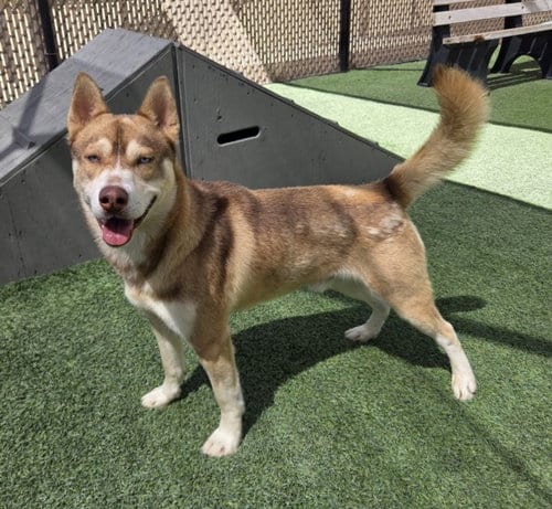 Photo of Sunny, adoptable Husky in Norco, California