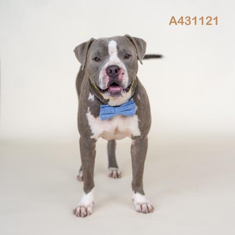 Photo of Chico, adoptable Pit Bull Terrier in Conroe, Texas