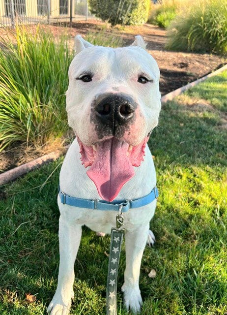 Photo of Odin, adoptable Dogo Argentino in Sacramento, California