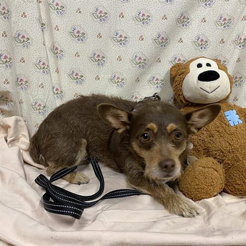 Photo of Ellie, adoptable Chihuahua in Modesto, California