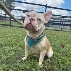 Photo of Etsy JuM, adoptable French Bulldog English Bulldog in Nashville, Tennessee