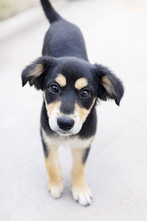 Photo of Hunter, adoptable Black and Tan Coonhound in San Diego, California