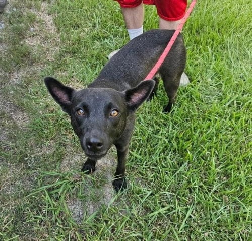 Photo of Paisley - Possibly Yours, adoptable Shepherd in Oakhurst, New Jersey