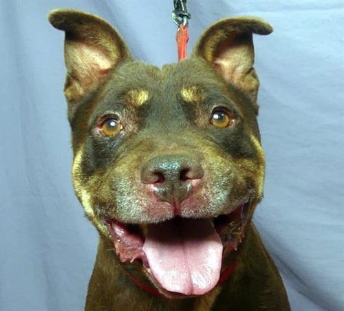 Photo of Ridge, adoptable Pit Bull Terrier in Ukiah, California