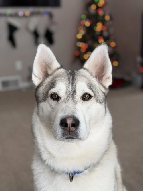 Photo of Jack, adoptable Husky in Wyandotte, Michigan