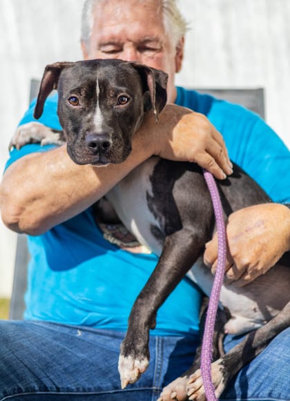 Photo of Dukes, adoptable dog in Chamblee, Georgia