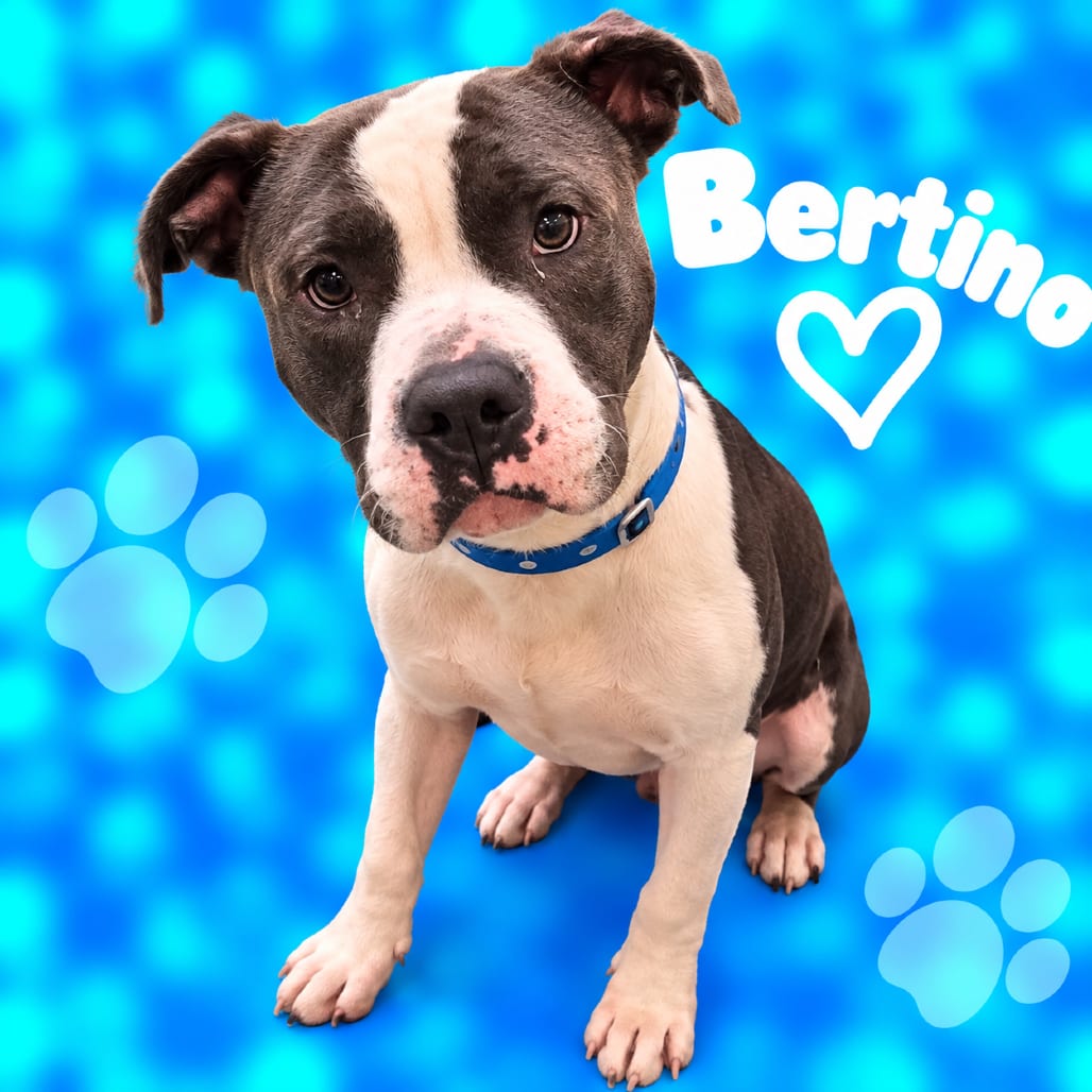 Photo of Bertino, adoptable dog