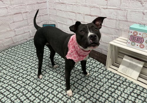 Photo of Froot Loops, adoptable Pit Bull Terrier in Detroit, Michigan