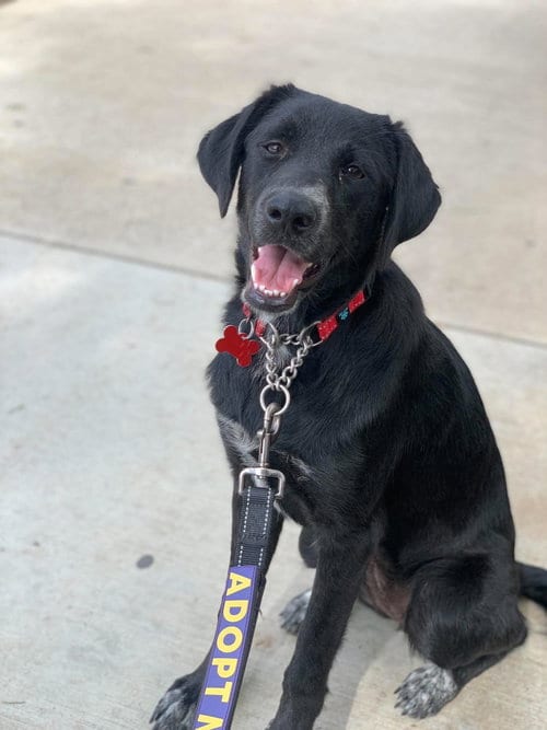 Photo of Maizy, adoptable Labrador Retriever in San Diego, California