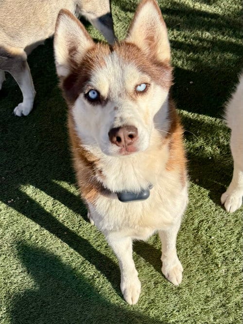 Photo of Cowboy, adoptable Siberian Husky in Cedar Crest, New Mexico