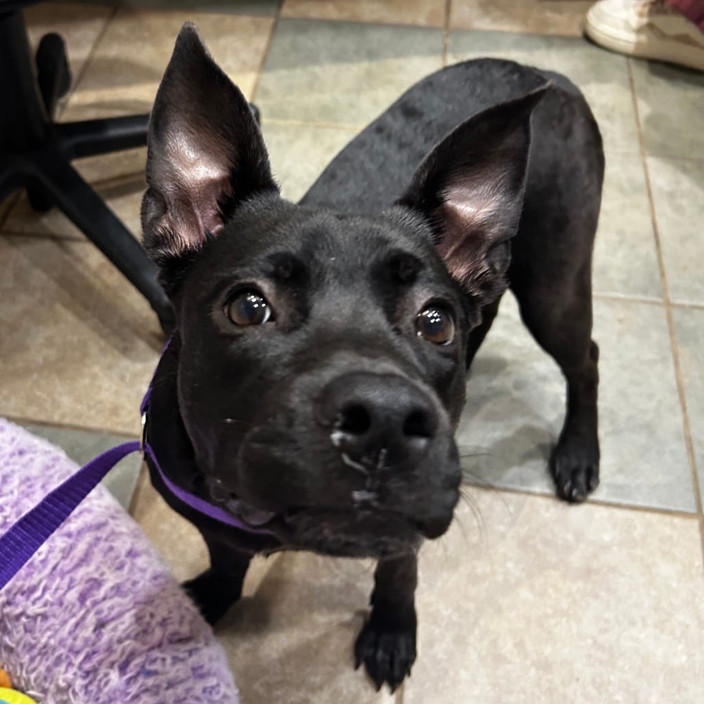 Photo of Blueberry, adoptable Mixed Breed (Medium) in Chattanooga, Tennessee