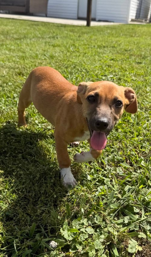 Photo of SRV Maya Empire : Judd, adoptable Dachshund in Aurora, Indiana