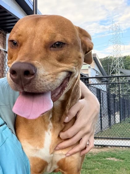 Photo of Meow, adoptable dog in Atlanta, Georgia
