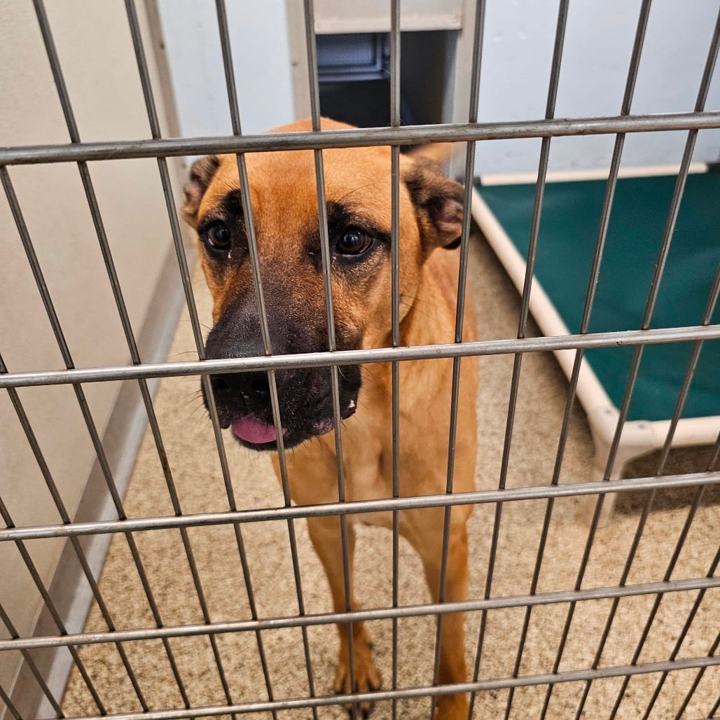 Photo of Abby, adoptable Mixed Breed (Large) in Middletown, New York