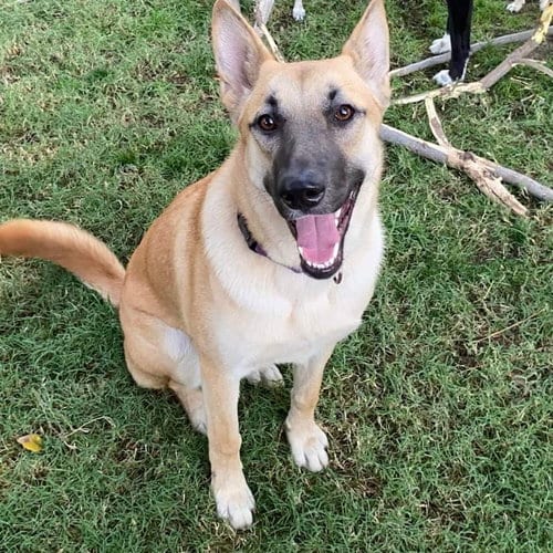 Photo of Leia, adoptable German Shepherd Dog in San Bernardino, California