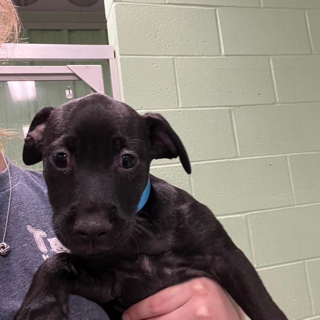 Photo of Chloe, adoptable Mixed Breed (Medium) in DeKalb, Illinois
